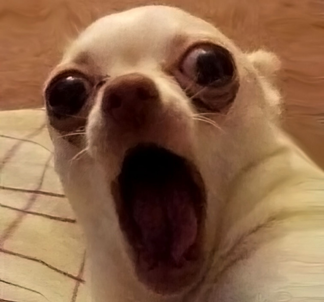 Chien 1.jpg