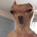 Chien 2
