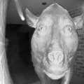 Daeodon at the door