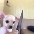 Chien 3