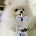 Bois chien