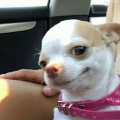 Chien