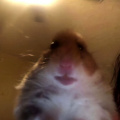 Hamster