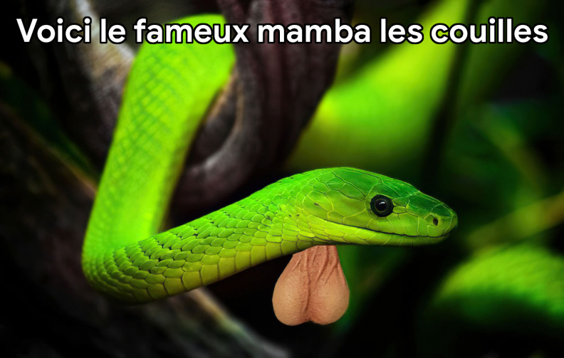 Voici le fameux mamba les couilles.jpg