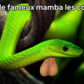 Voici le fameux mamba les couilles