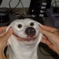 Chien content