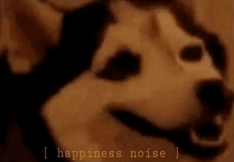 Chien.jpg