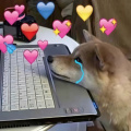 Dog hearts