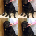 Yes this is dog