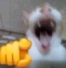 rire chat pointe du doigt