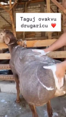 massage fesse mouton
