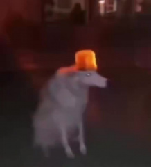 alerte chien gyrophare