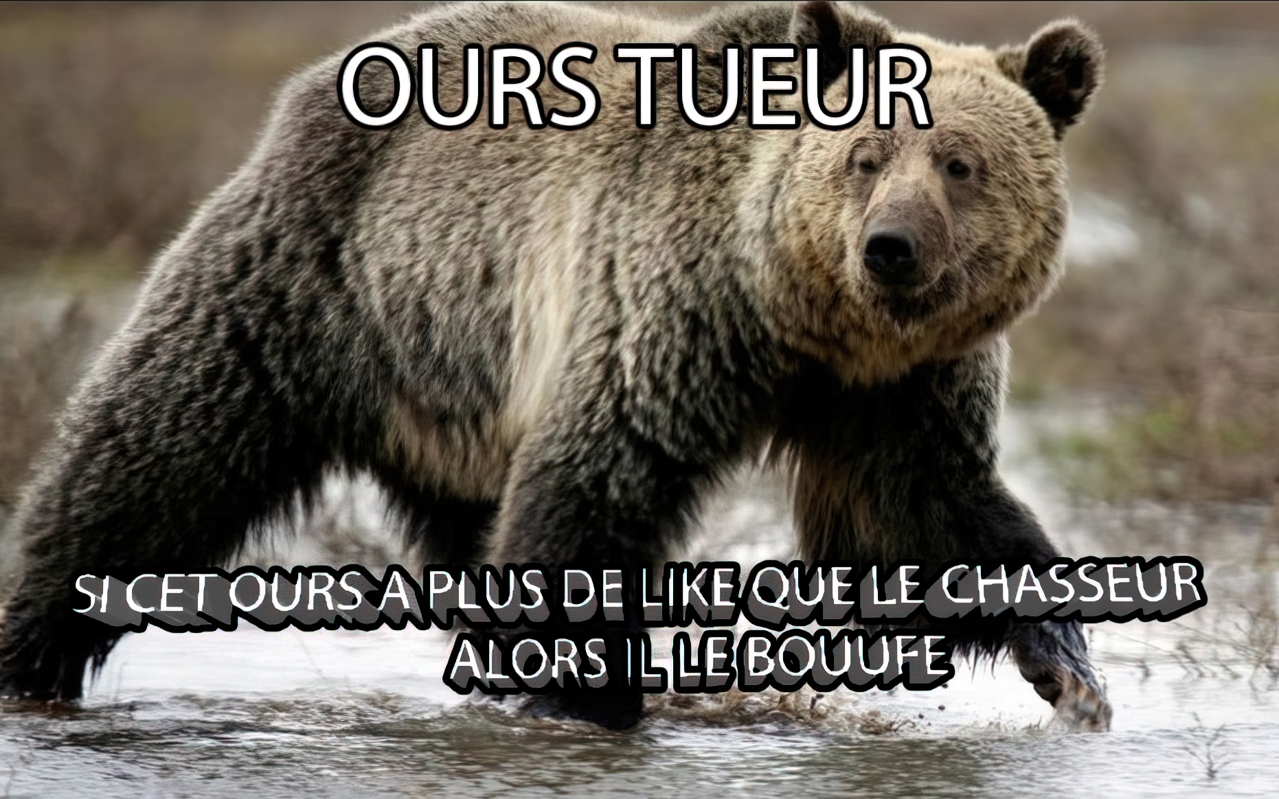 Grenouille - Ours tueur