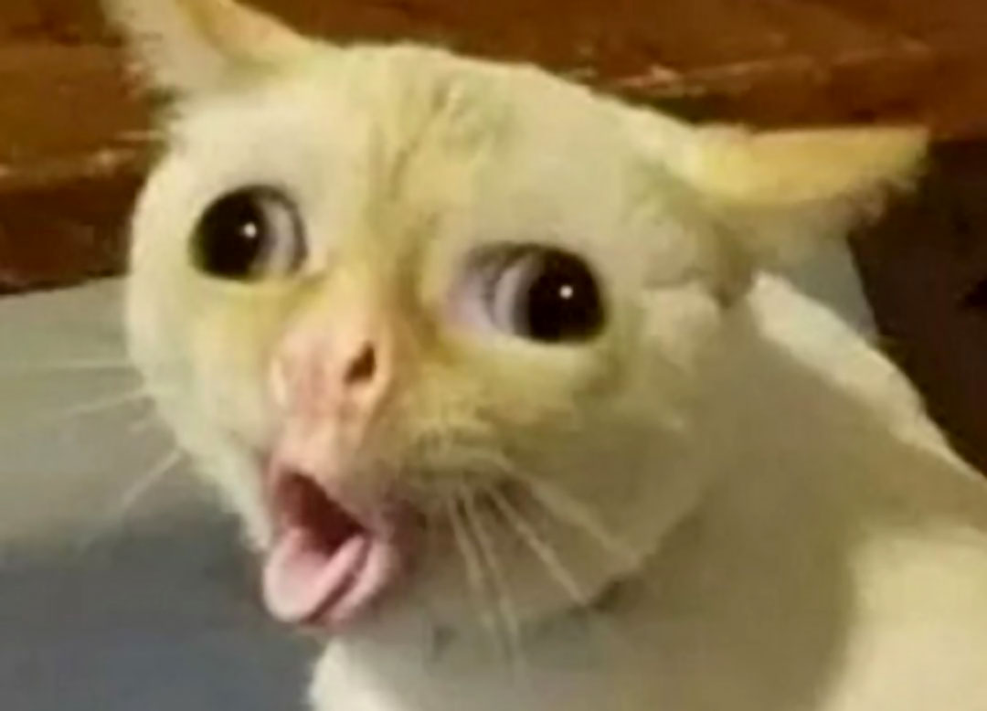 Chat langue 1