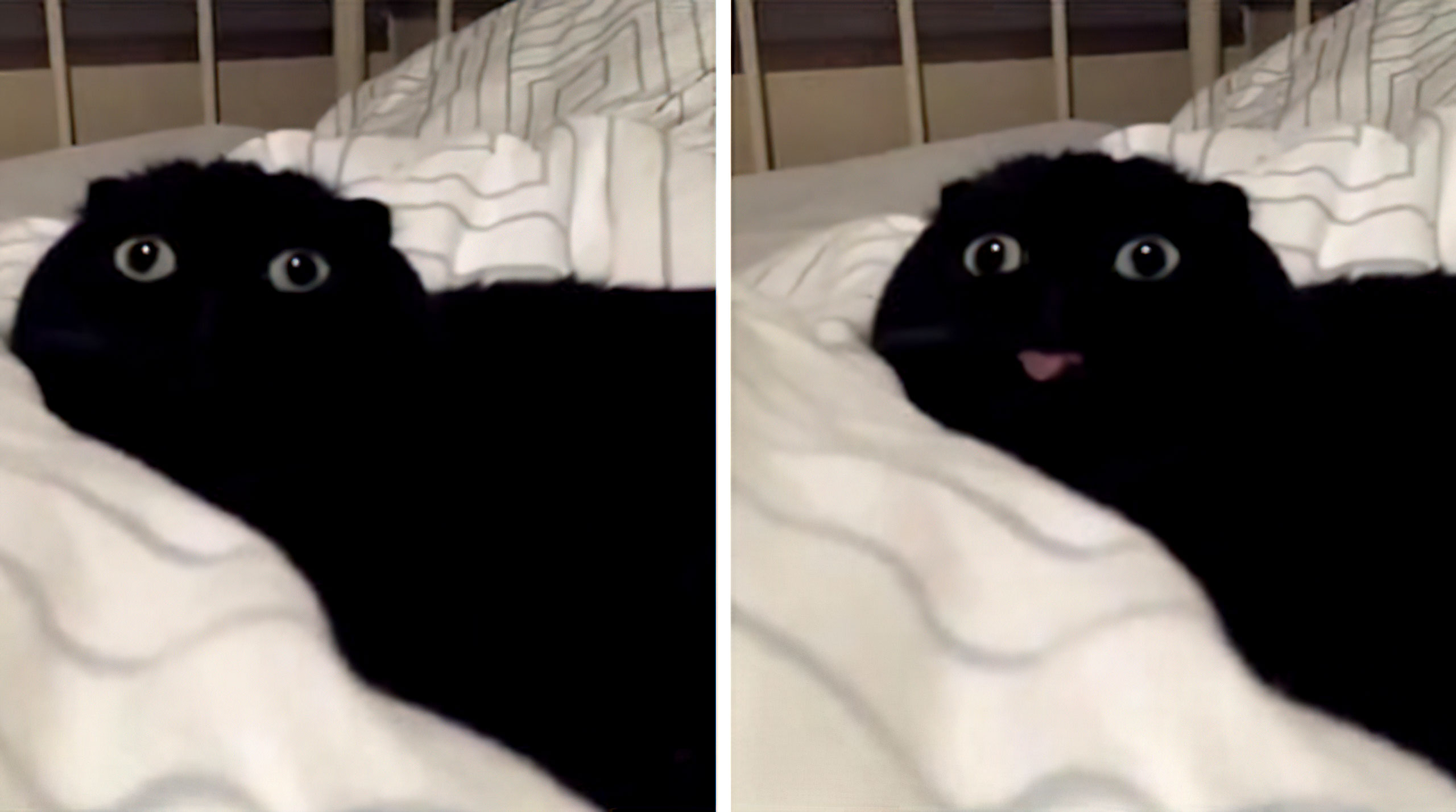 Chat langue 2