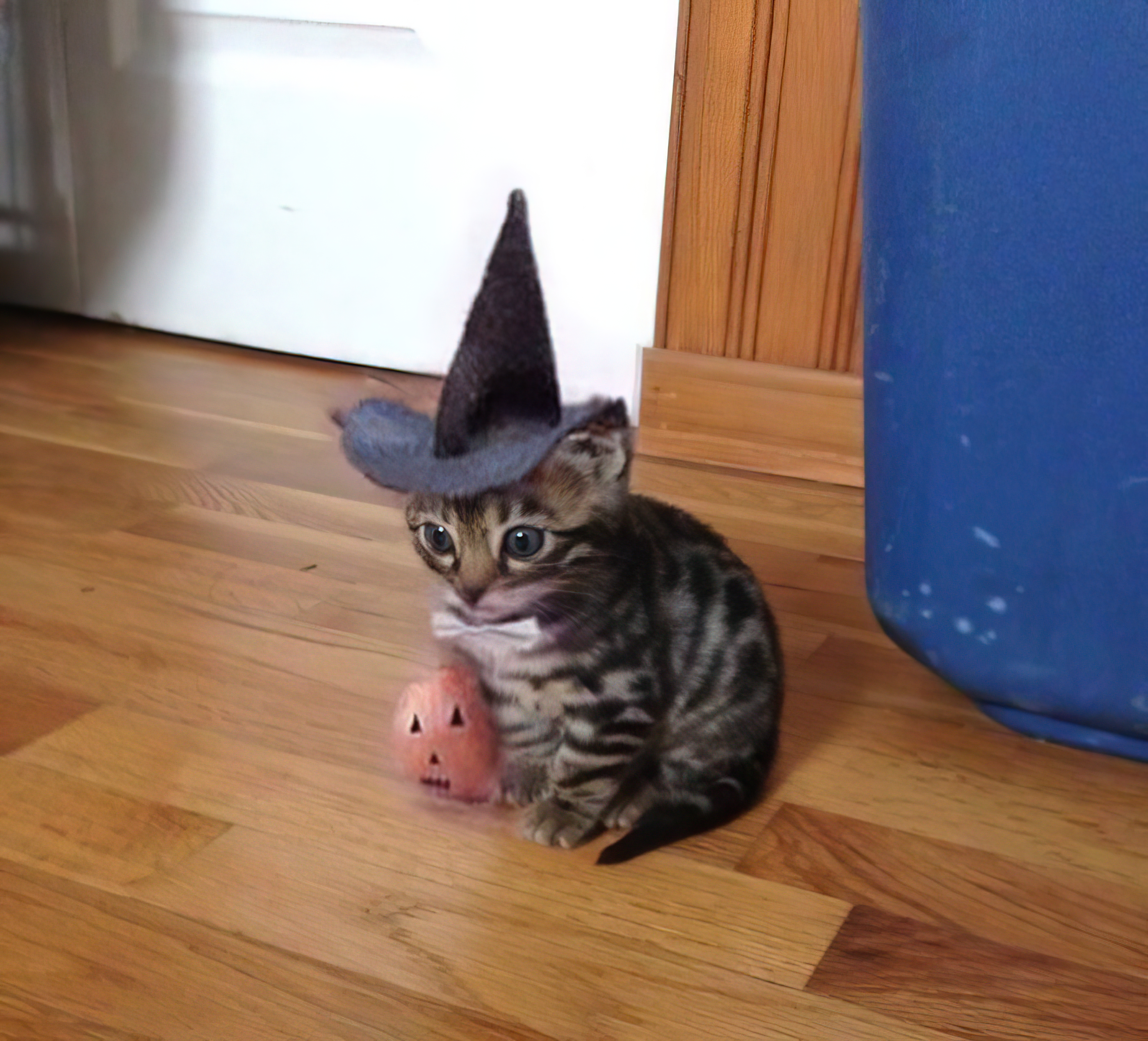 Spooky cat