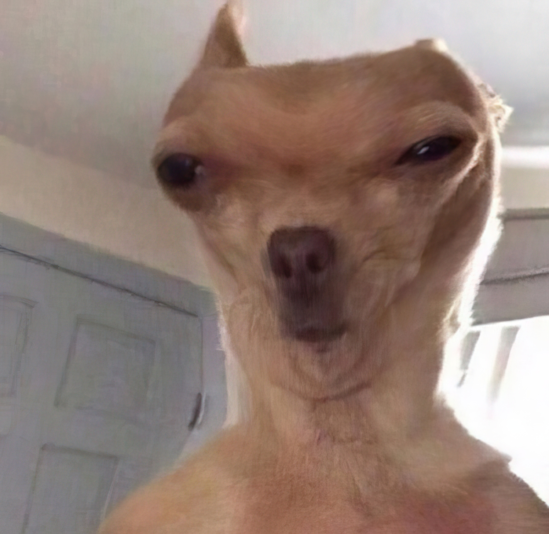 Chien 2