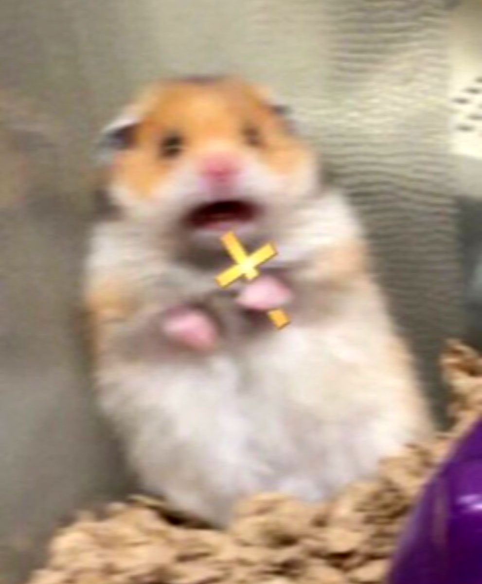 Hamster croix