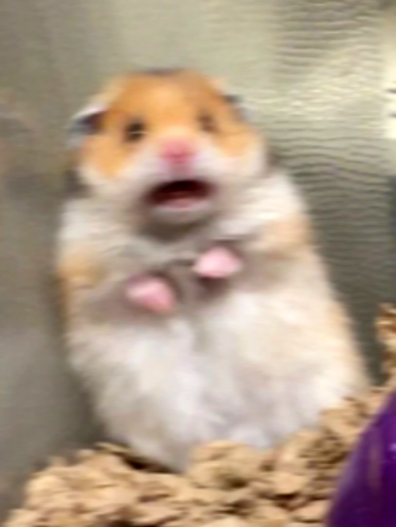 Hamster