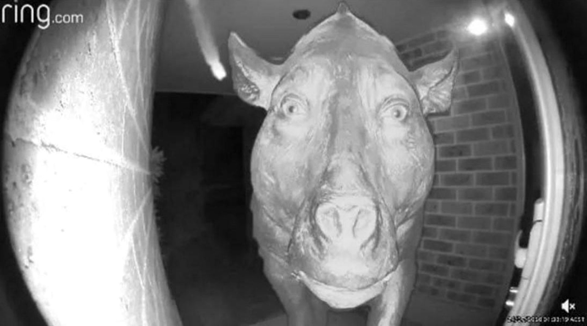 Daeodon at the door
