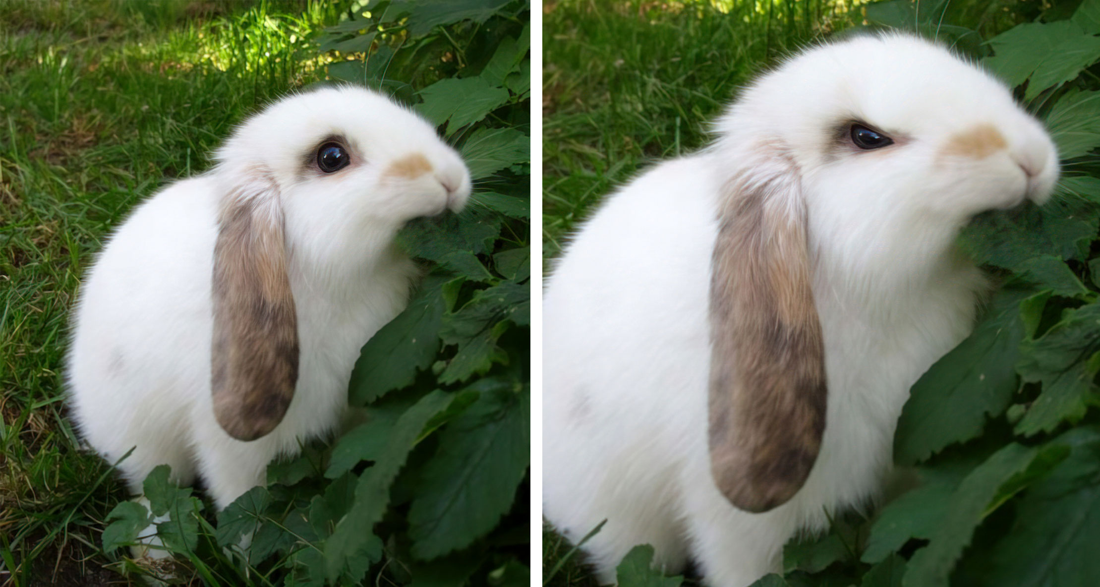 Angry rabbit