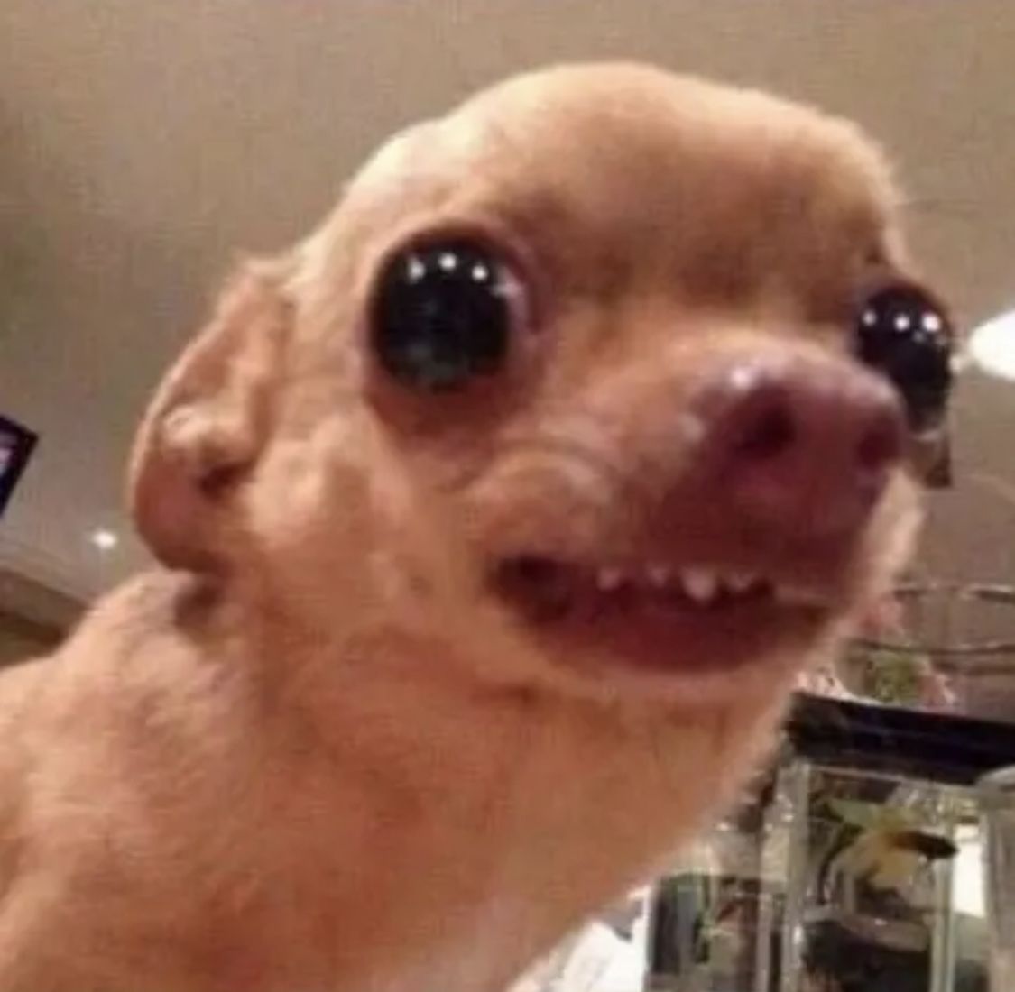 Chien 1