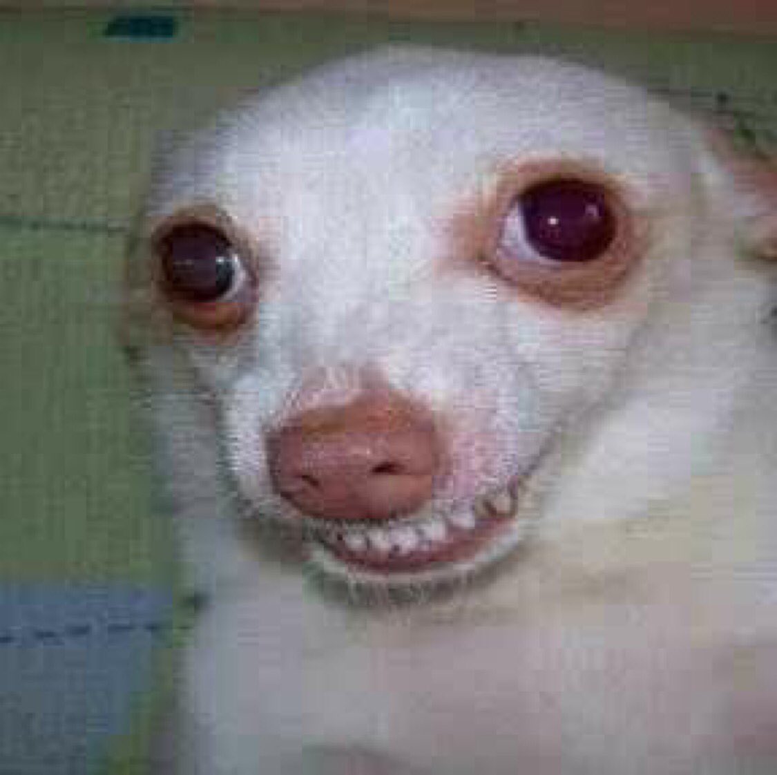 Chien 2
