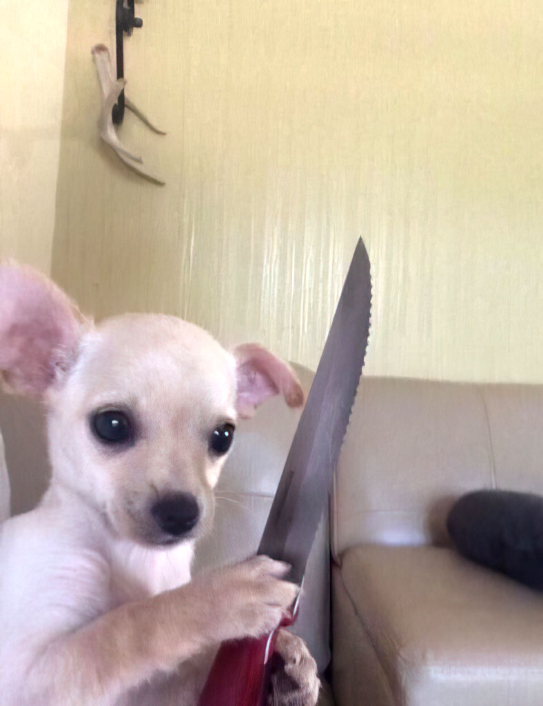 Chien 3