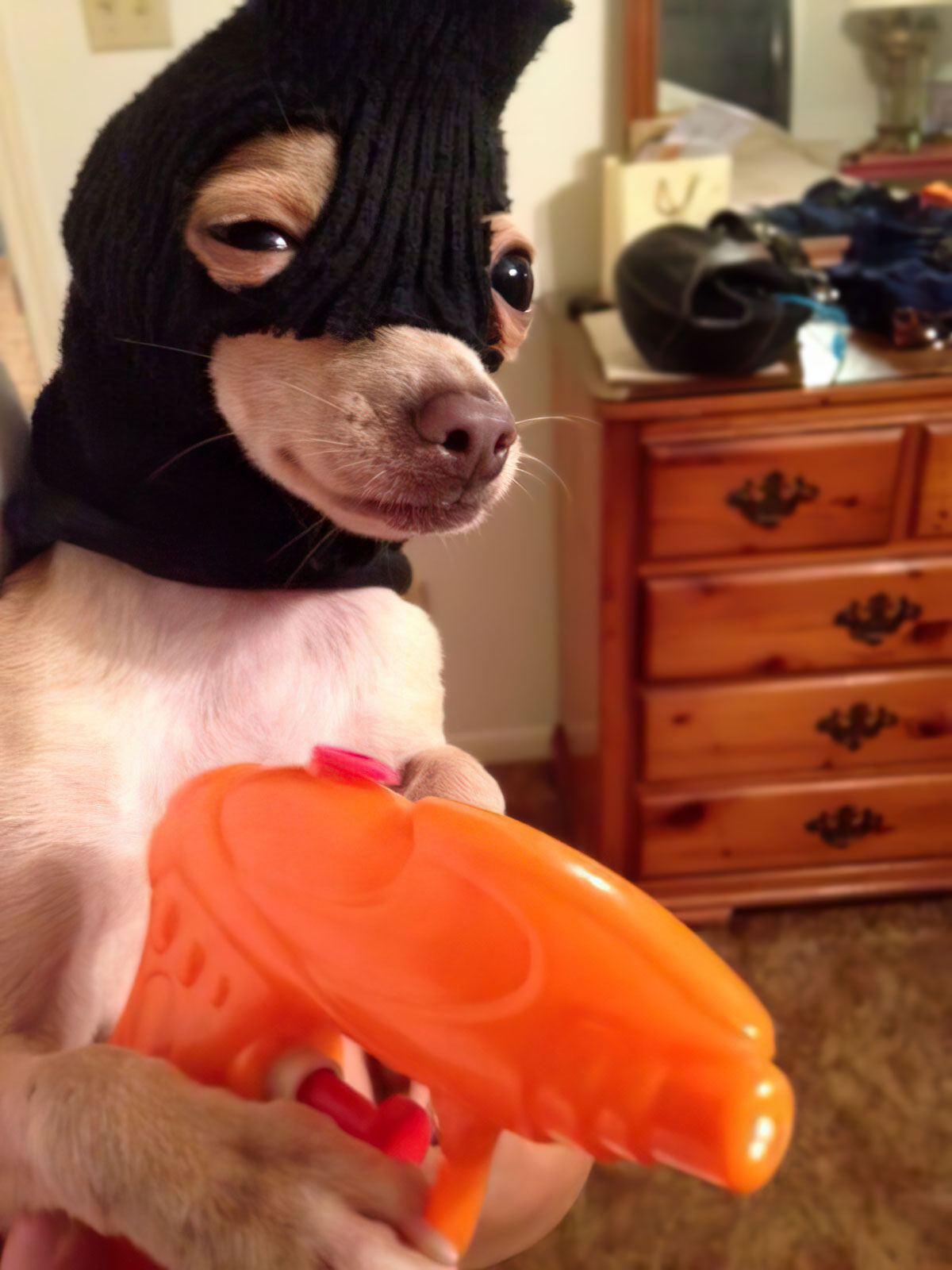 Chien braqueur