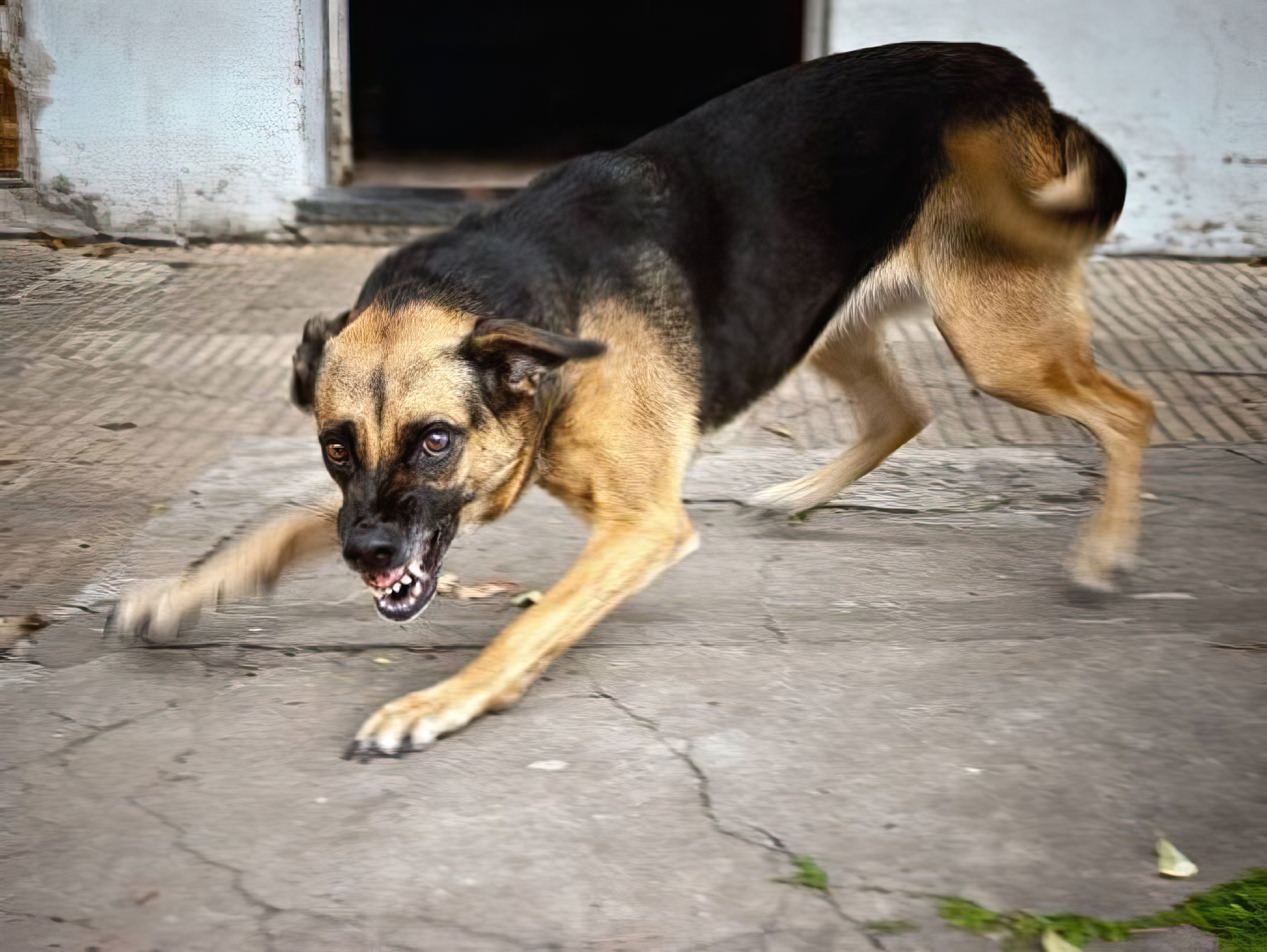 En chien 1