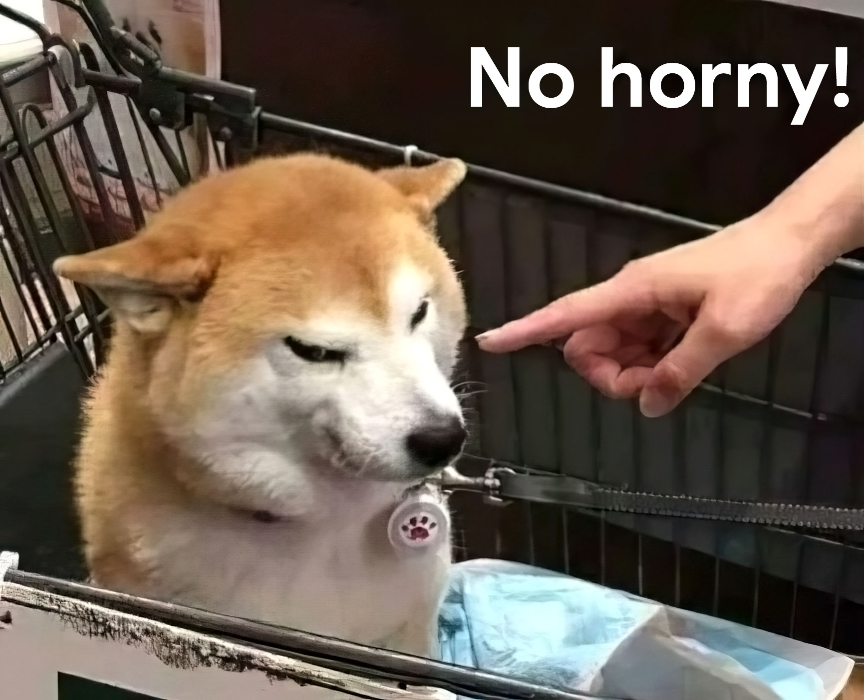 No horny