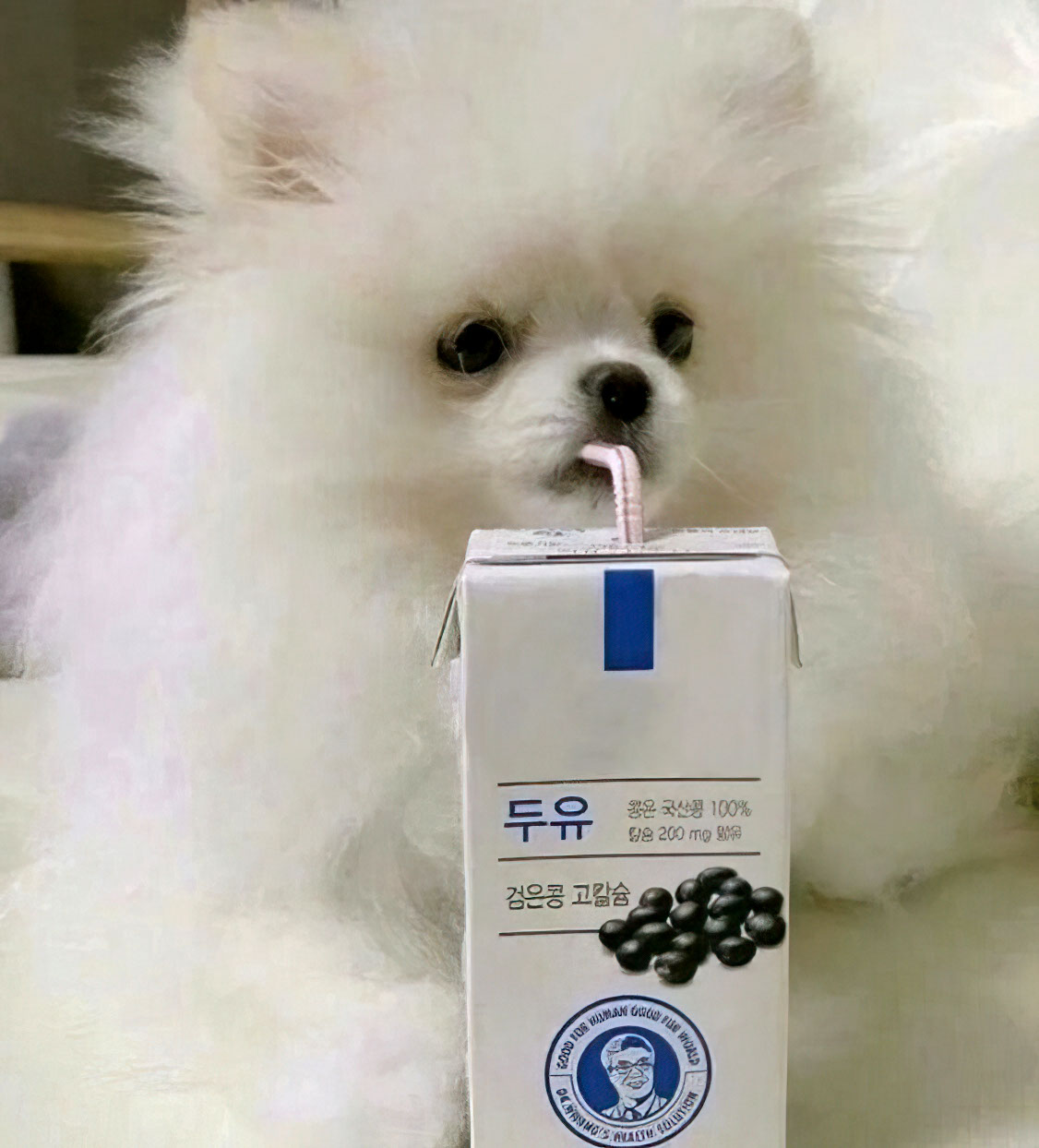 Bois chien