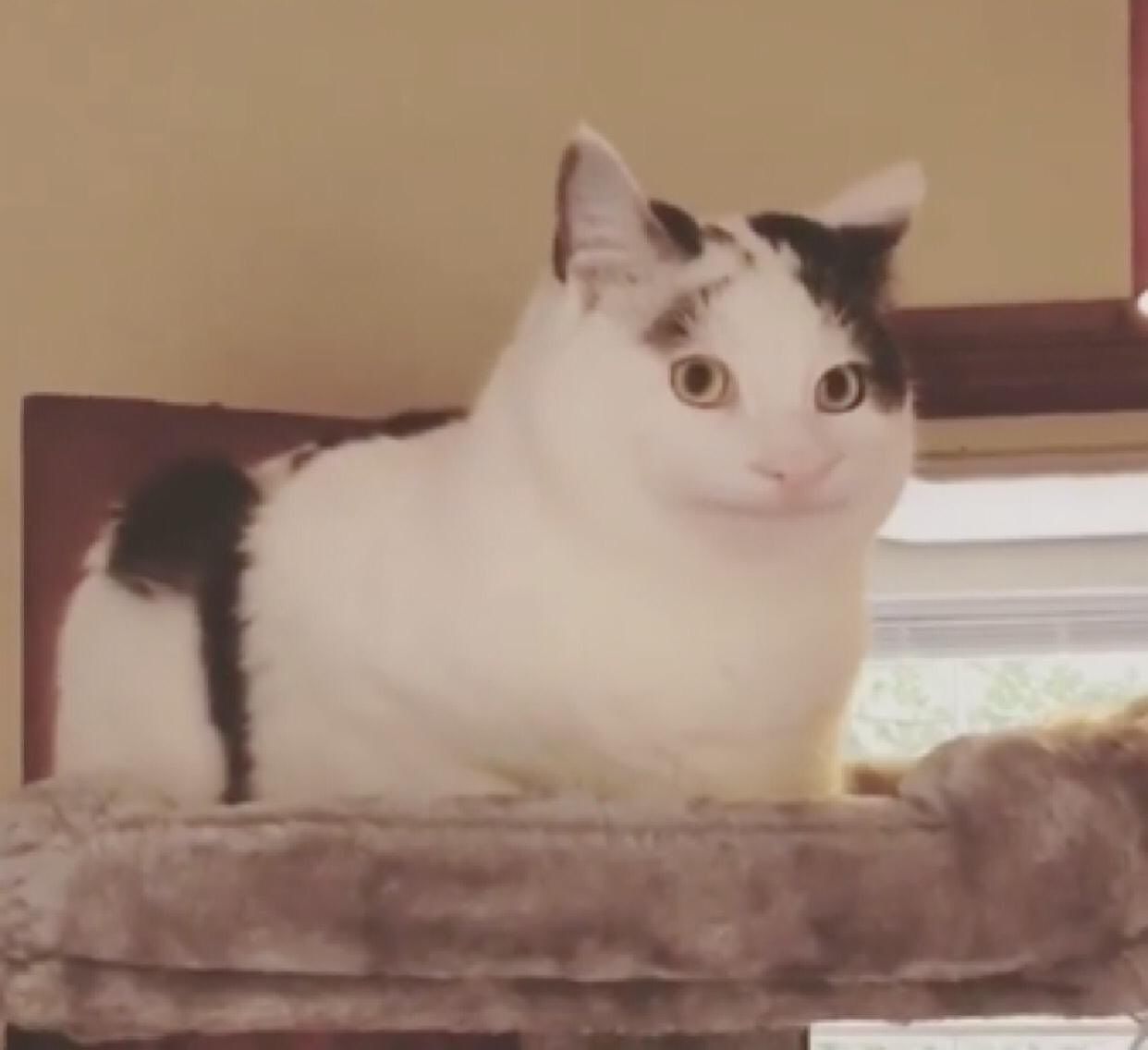 Chat