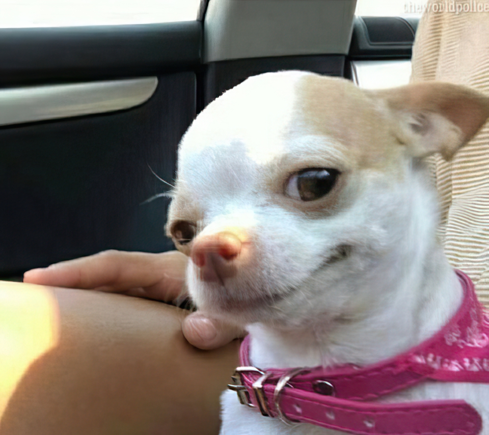 Chien