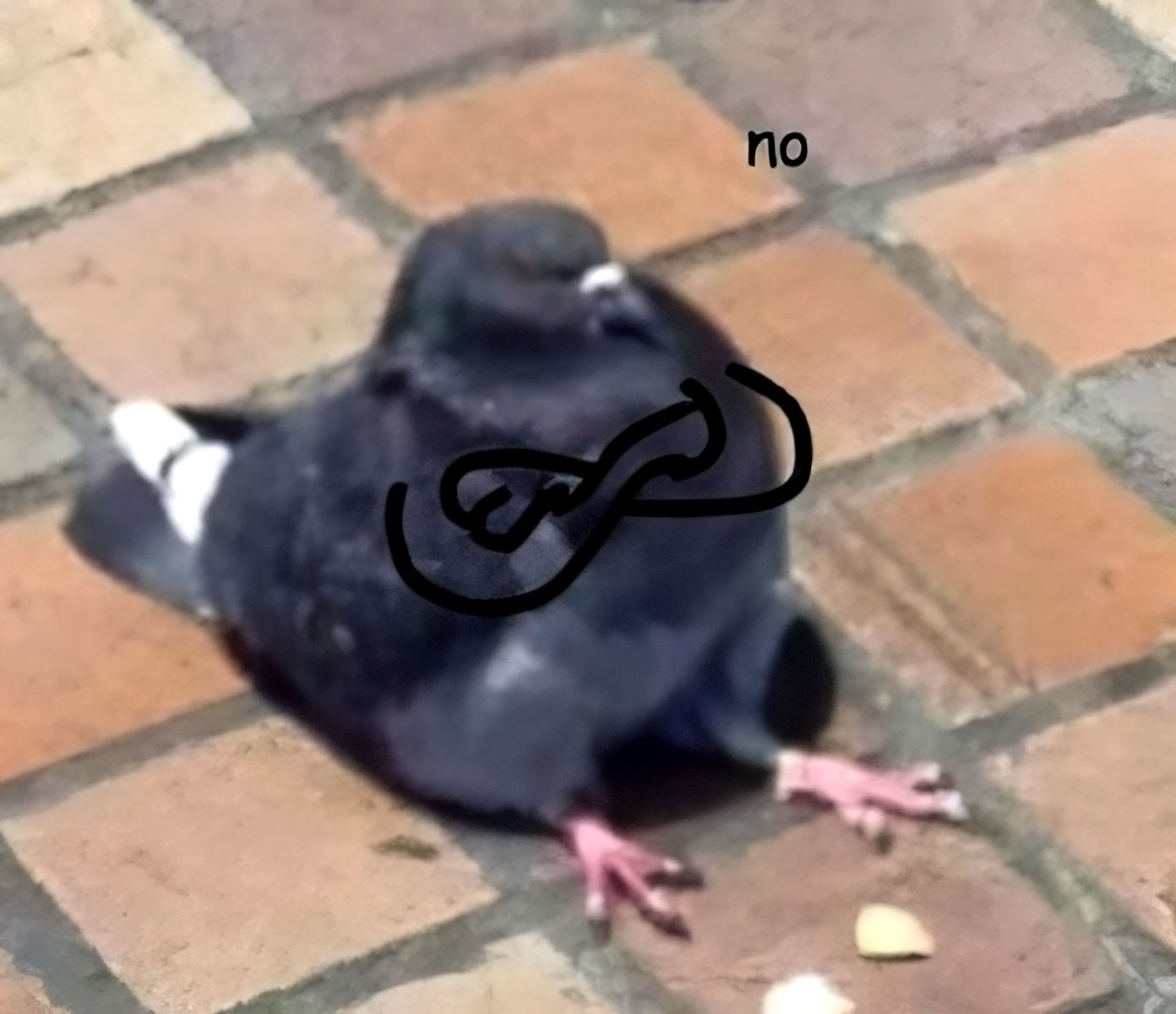 Pigeon no