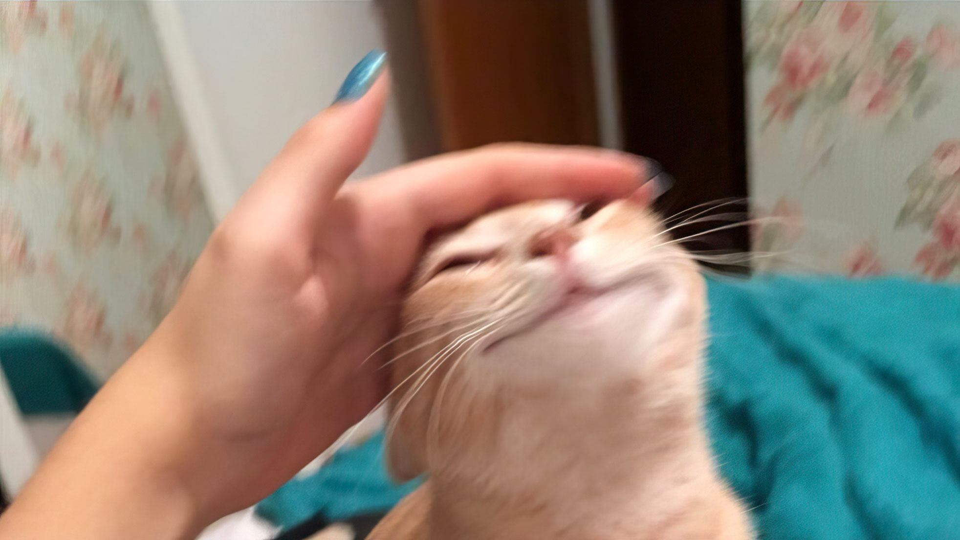 Chat