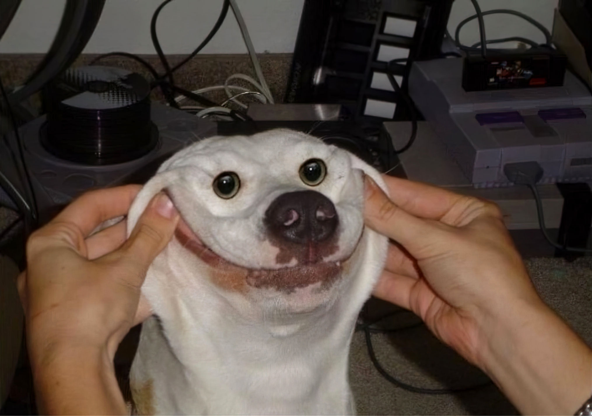 Chien content