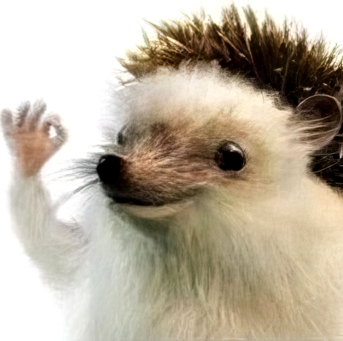 Hérisson