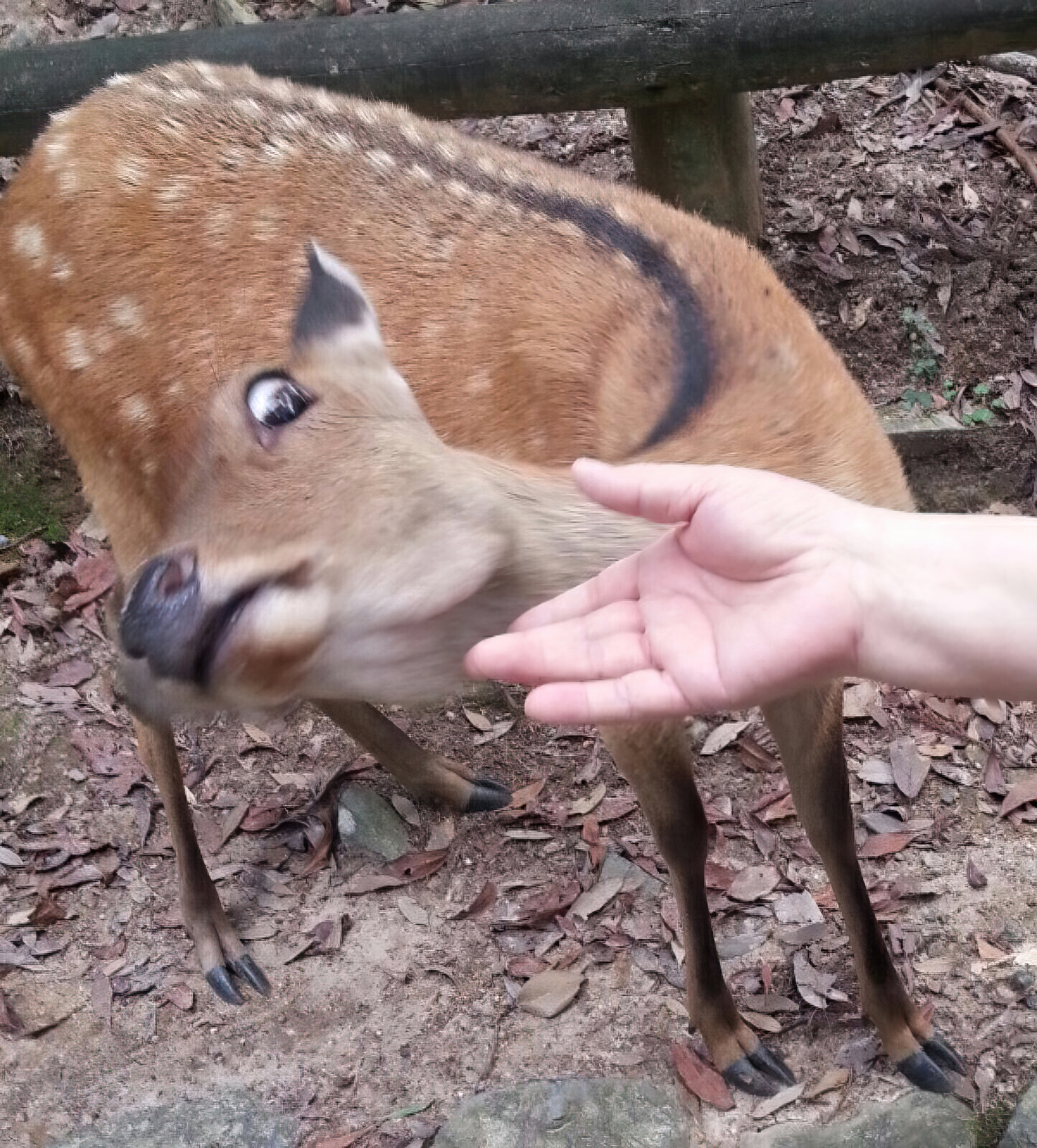 Animal peur