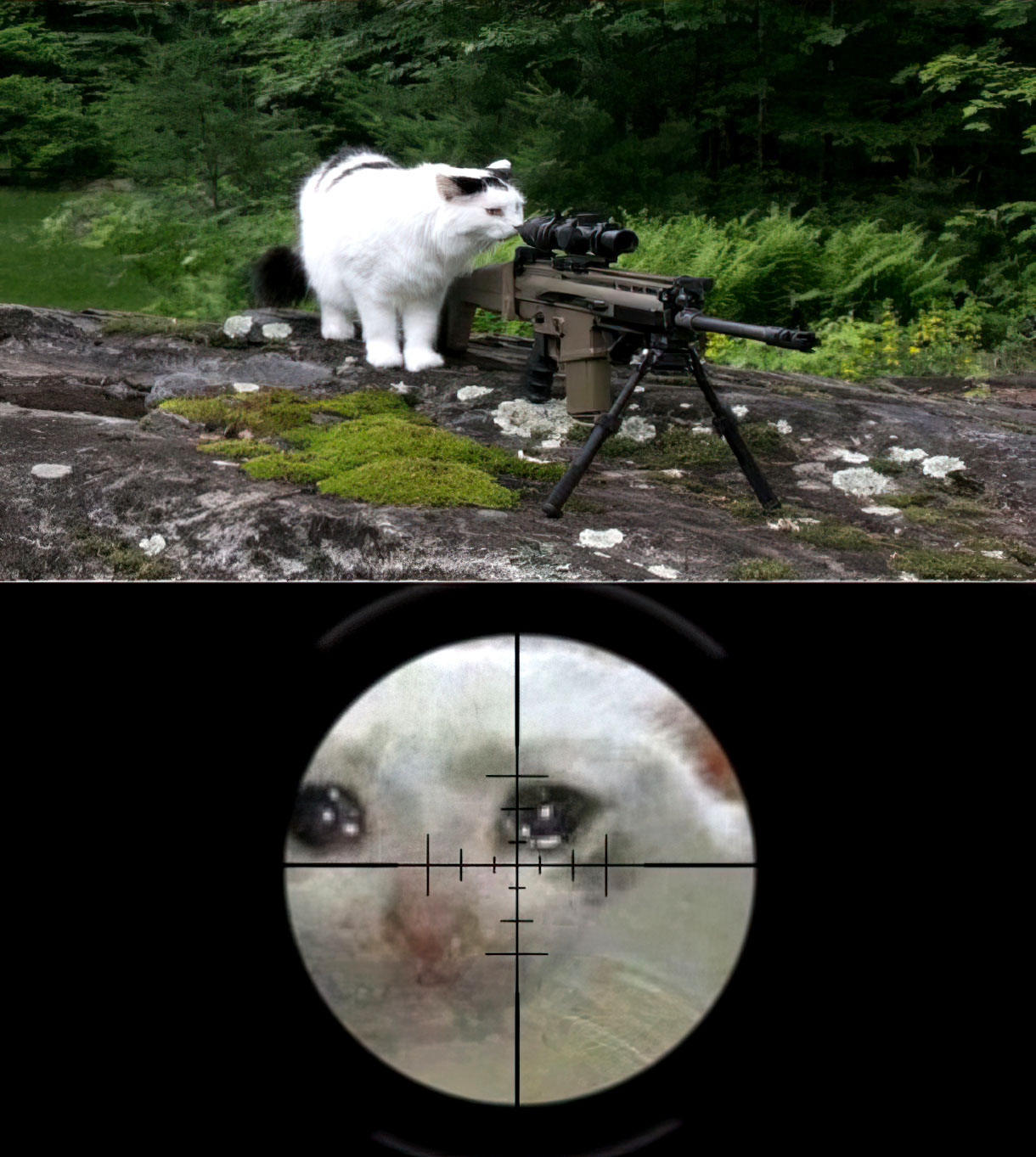 Cat sniping crying cat