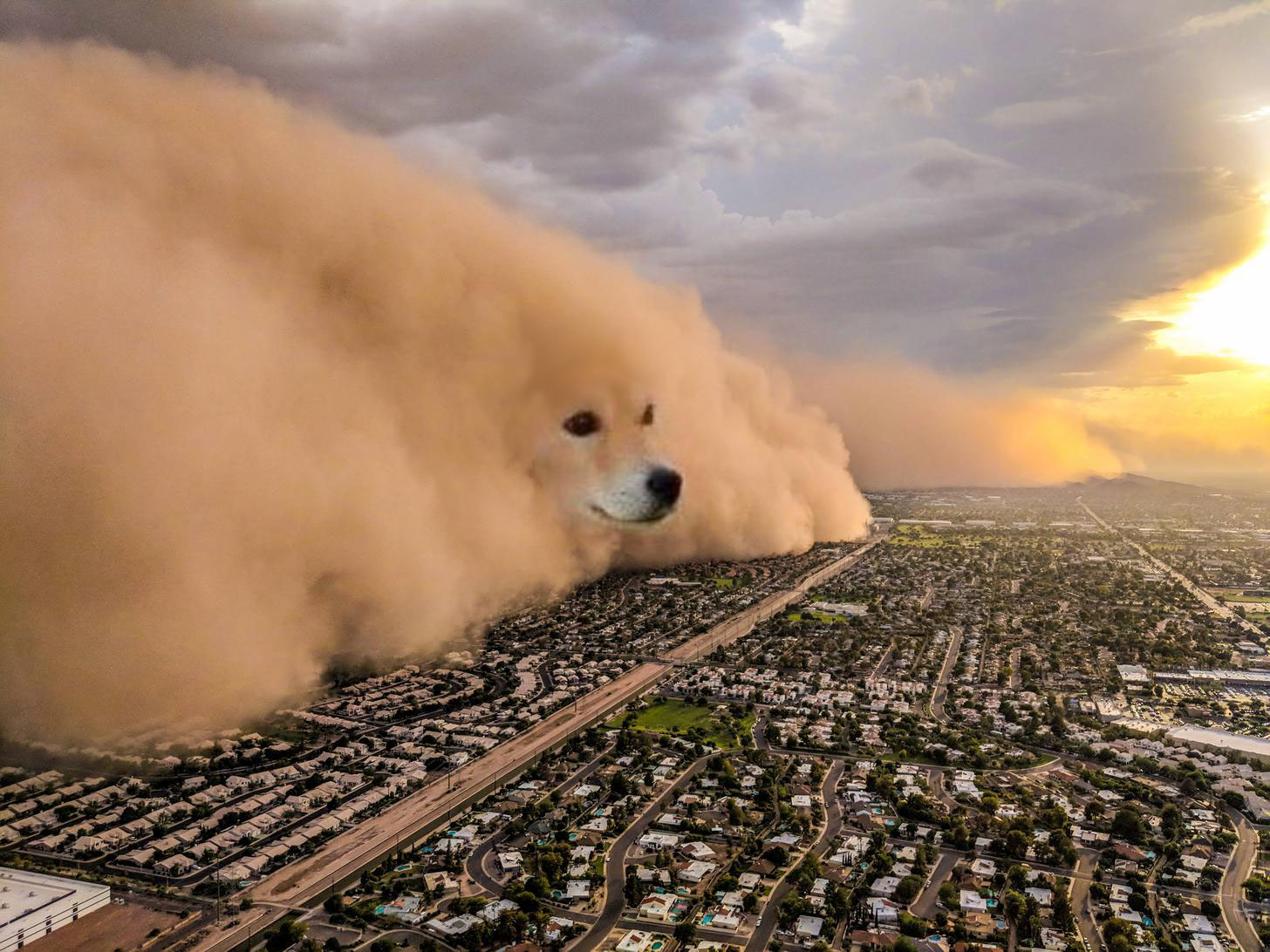 Dust Storm Dog