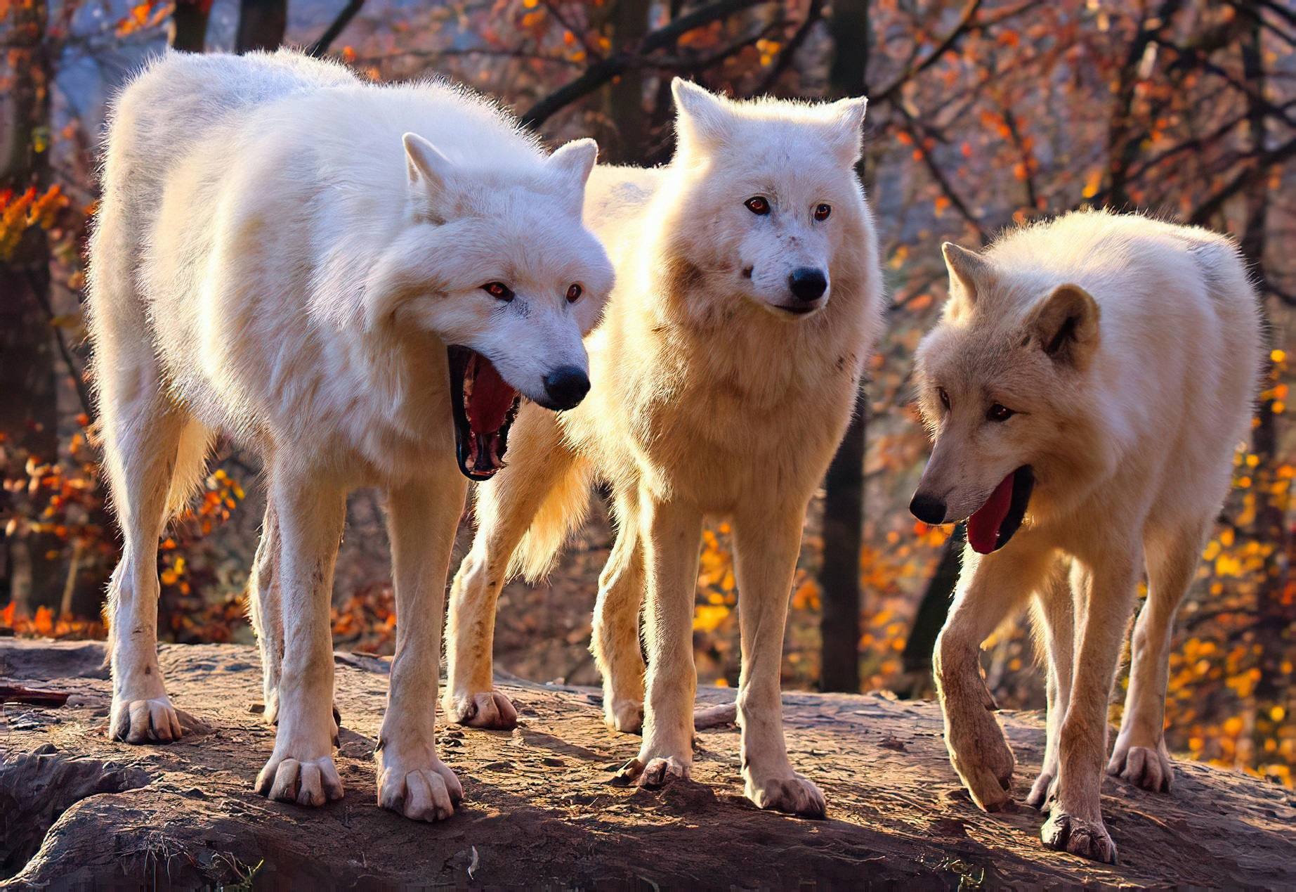 Loups