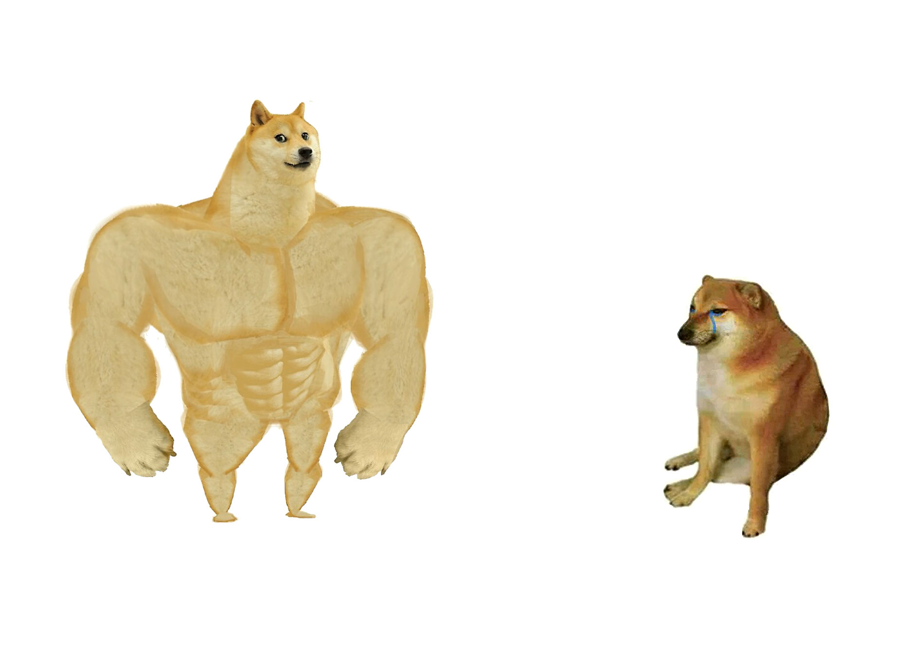 Swole doge vs cheems
