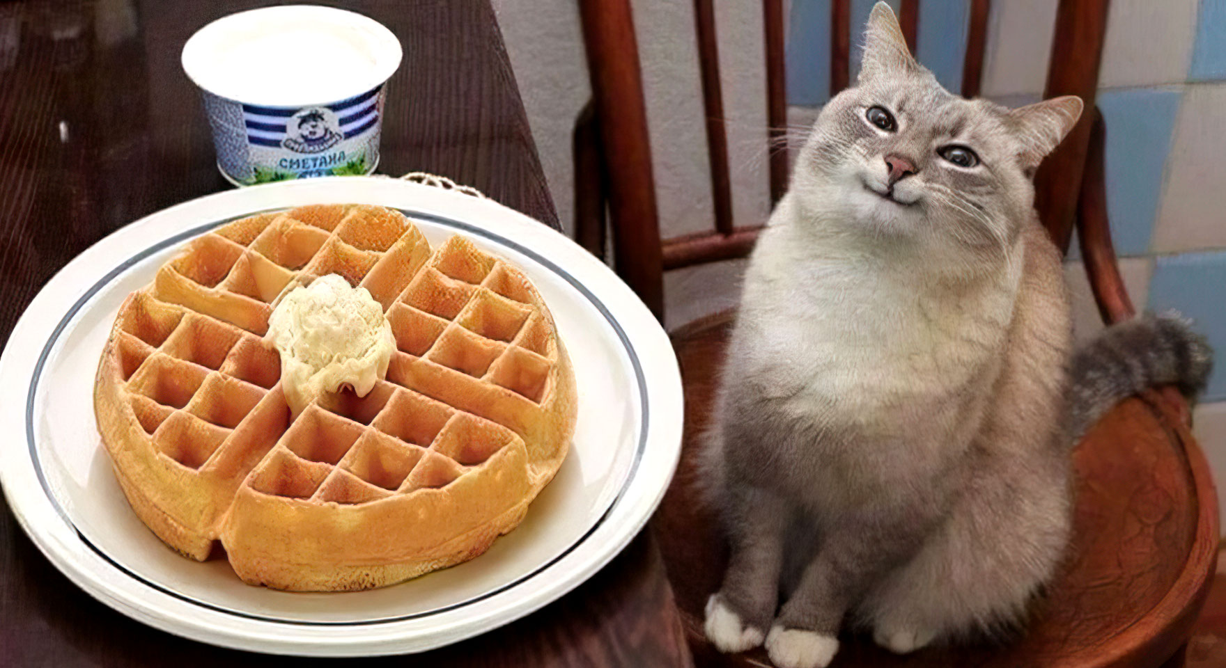 Waffles cat