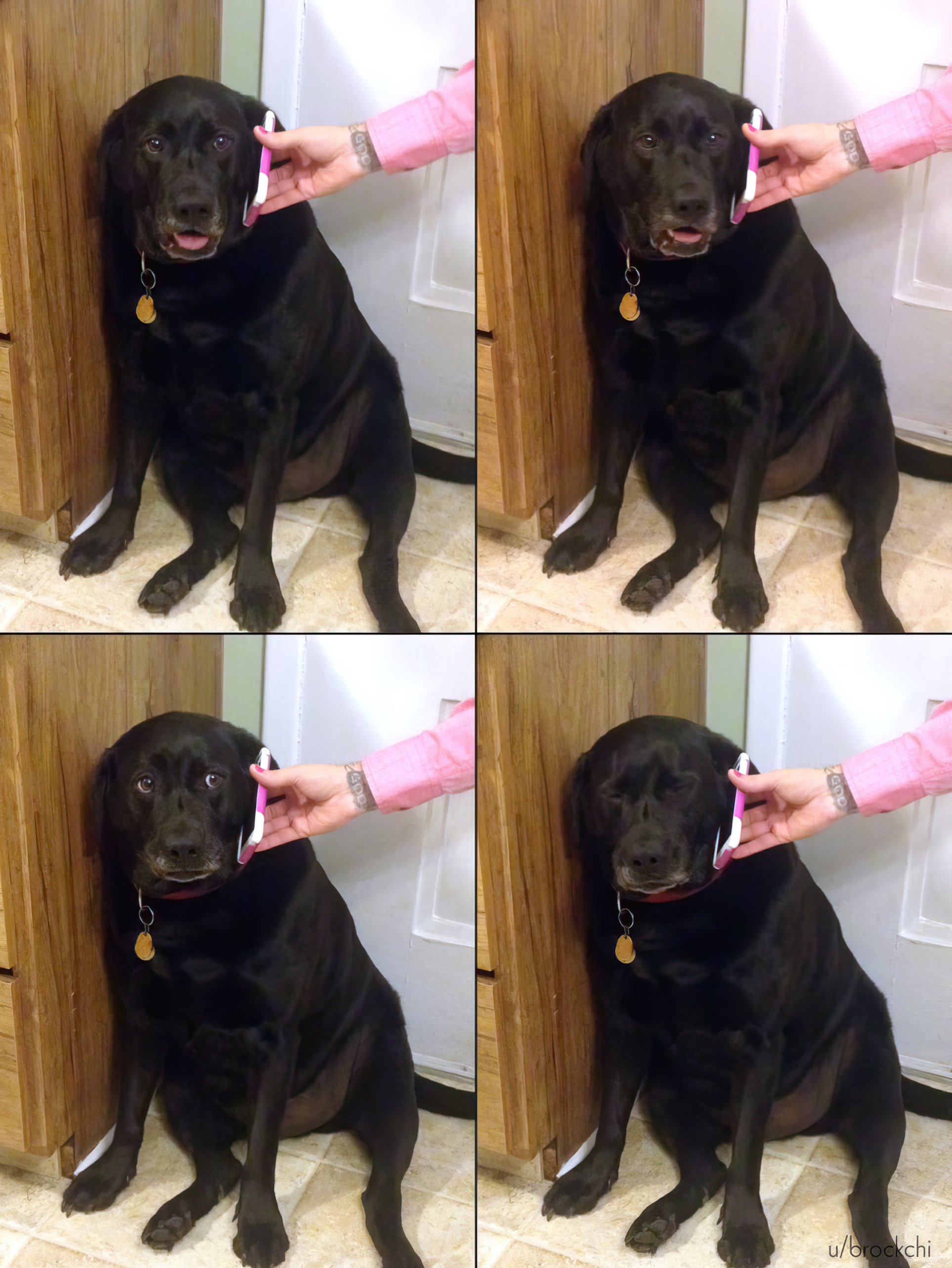 Yes this is dog