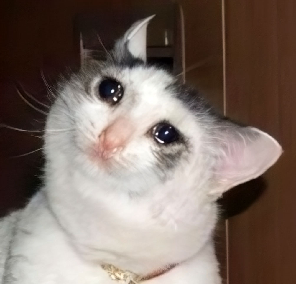 Chat 1
