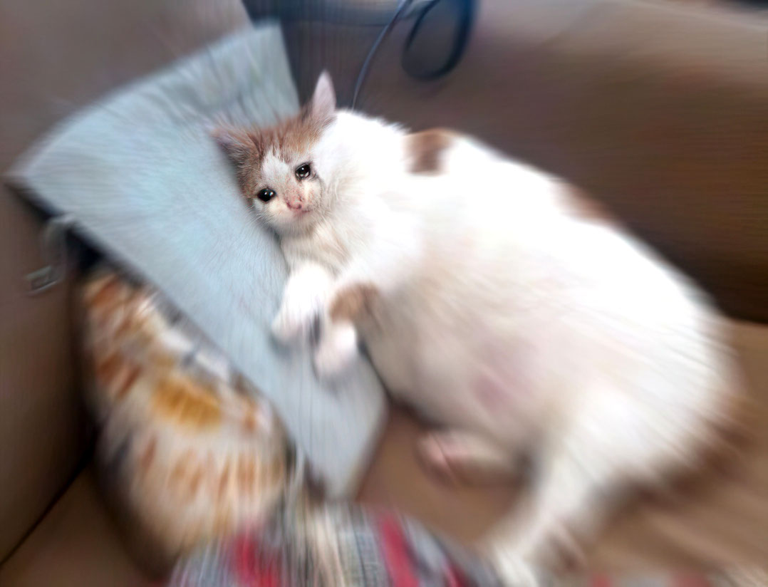 Chat 12