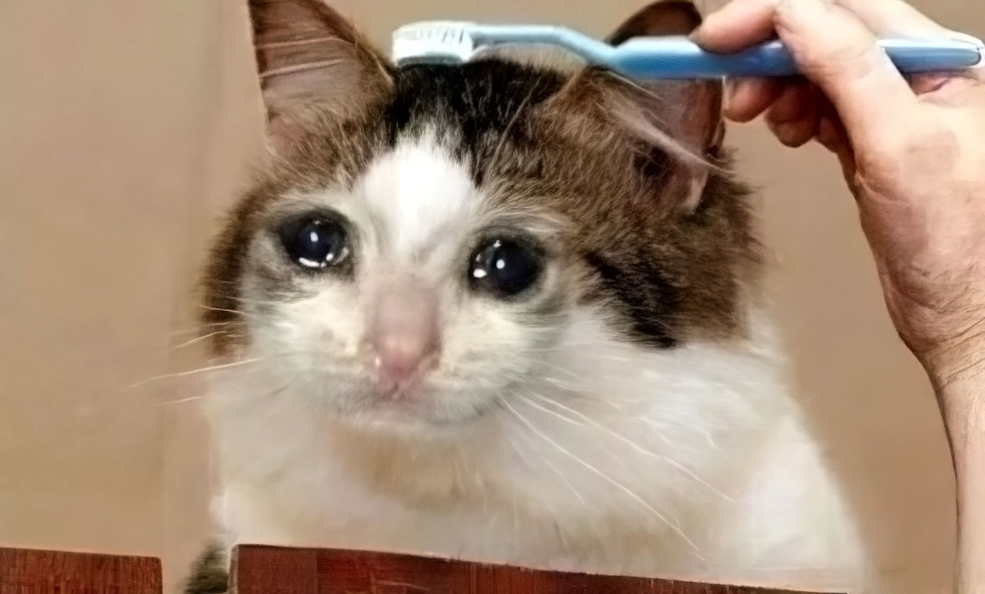 Chat 13