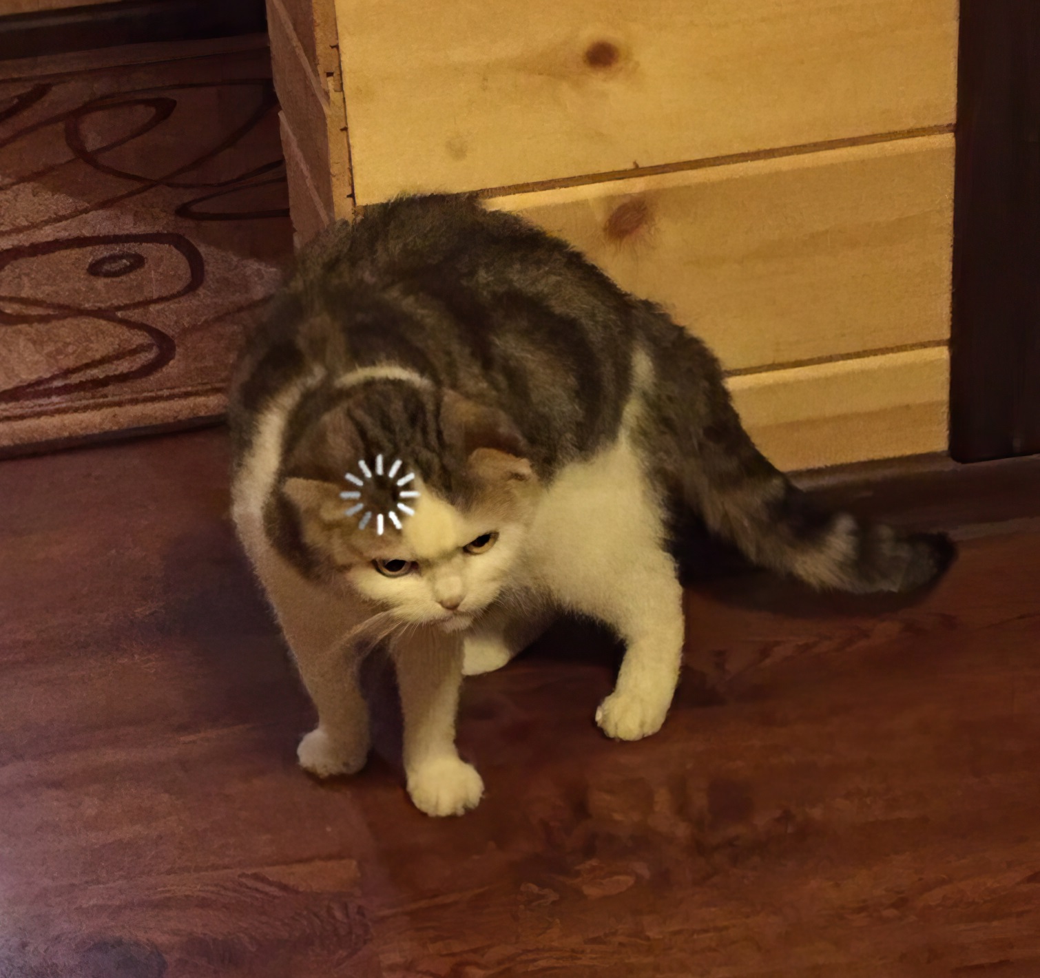Loading cat
