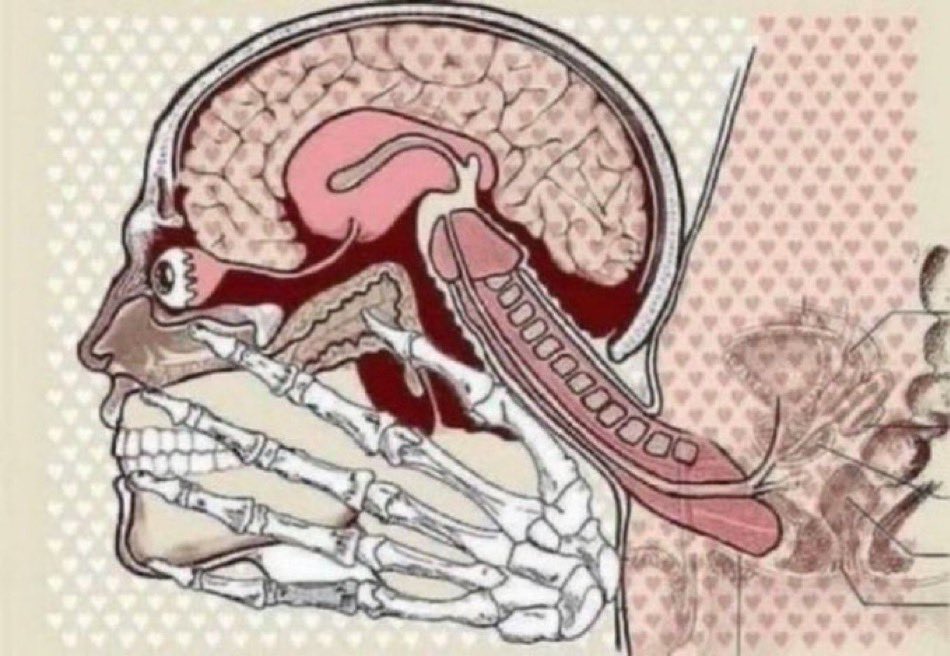 pénétration bite cerveau humain